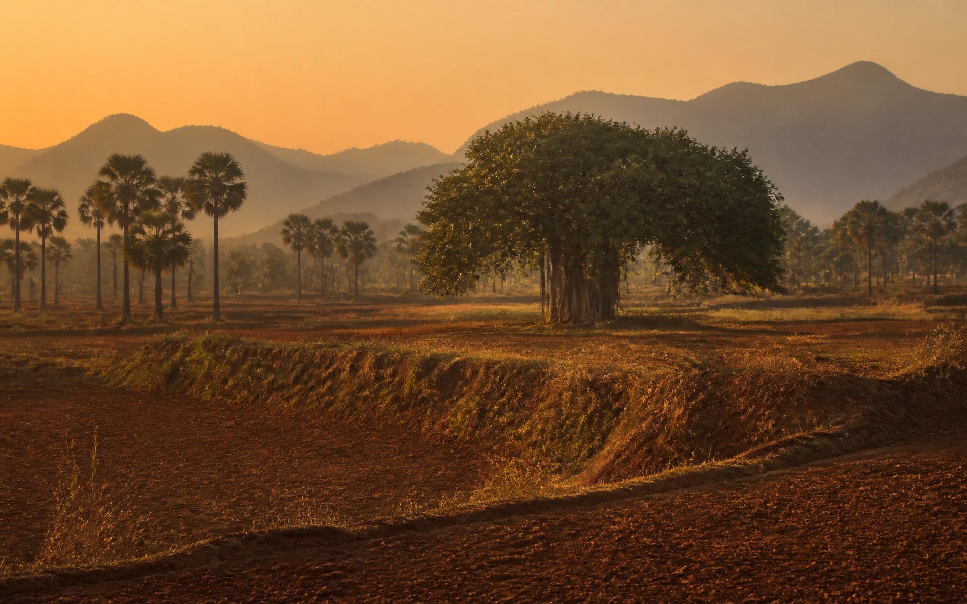 A great banyan tree standing over red-earth fields at dawn, with the Eastern Ghats hills in the distance